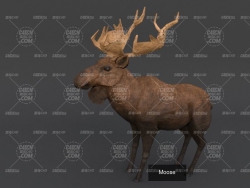 C4D¹ģ Moose animal  model