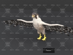 C4Dӥදģ Falcon