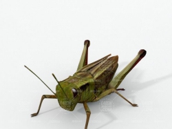 C4Dȳģ Grasshopper