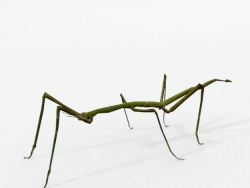 C4Dڳģ Stick insect model