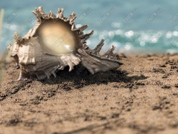 C4Dĺɳ̲ģ͹ realistic conch beach scene model project