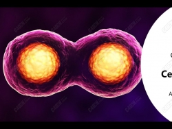 C4Dϸ̳ TUTORIAL - Cell Division Effect