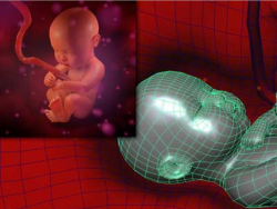 ʽ̥ӤάģTurbosquid - Human Fetus