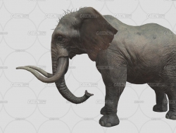 C4Dдʵ󶨶ﶯģ Elephant animation