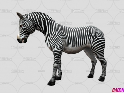 C4DϢİ󶨶ģ zebra idle animation