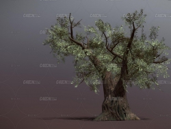 C4Dֲģ Old olive tree