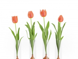 C4Dƿе㻨ģ Four Tulips in Glasses