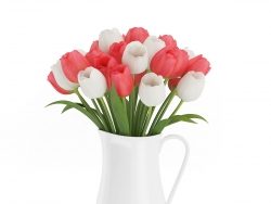 C4D㻨ģ Red and White Tulips