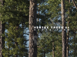 C4D߾дʵֲģͺϼ Vertex Trees