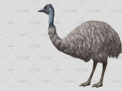 C4D·󶨶ģ Emu animation