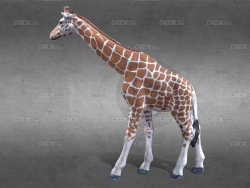 C4D߳¹ģ Toy Giraffe