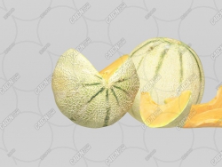 ܹˮģ Cantaloupe Melon Fruit model