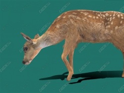 󶨶÷¹Բݶģ Deer model