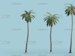 热带棕榈树椰子树模型 Palm Tree Pack LOWPOLY