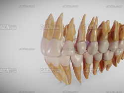 C4Dݹģ teeth-dentistry