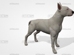 C4DţȮСģ Bull Terrier model