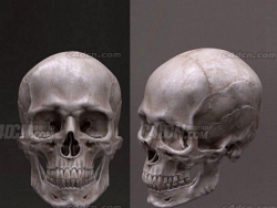 C4DǼܸ߼ģ Human Skeleton Caucasian Male