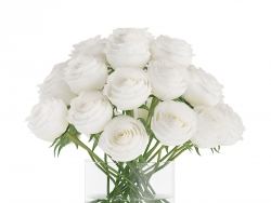 C4Dƿİõ廨ģ White Roses in Glass Vase