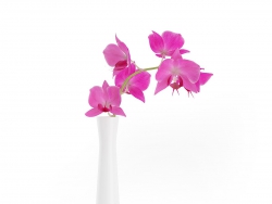 C4Dɫմɻƿģ Orchid Flower in White Vase