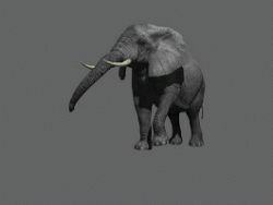 ߾ȴģͺ Precision elephant model with bindings